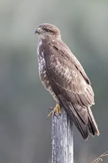 Bird Of Prey Plumage Drucke: Common Buzzard