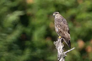 Buteo Buteo Species Drucke: Common Buzzard