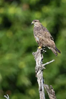 European Raptor Drucke: Common Buzzard