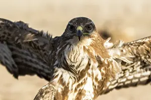 Buteo Buteo Images Drucke: Common Buzzard, Buizerd, Bureo buteo