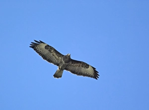 Graureiher, Buizerd, Buteo buteo