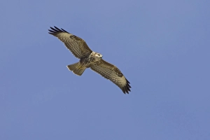Buteo Buteo Species Drucke: Common Buzzard, Buizerd, Buteo buteo