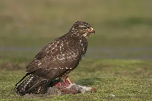 Raptor Wildlife Photography Drucke: Common Buzzard, Buizerd, Buteo buteo