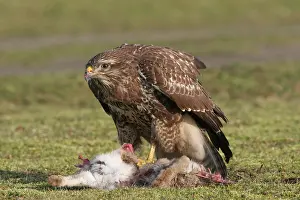 Buteo Buteo Images Drucke: Common Buzzard, Buizerd, Buteo buteo