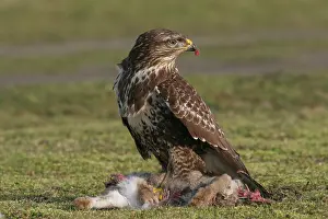 Buteo Buteo Images Drucke: Common Buzzard, Buizerd, Buteo buteo