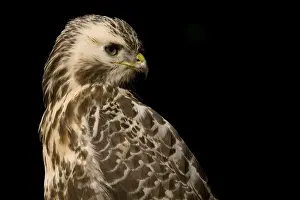Close Up Bird Images Drucke: Common Buzzard, Buizerd, Buteo buteo