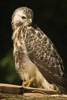 Buteo Buteo Images Drucke: Common Buzzard, Buizerd, Buteo buteo