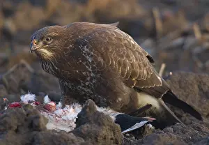 Buteo Buteo Species Drucke: Common Buzzard, Buizerd, Buteo buteo