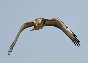 Buteo Buteo Drucke: Common Buzzard, Buizerd, Buteo buteo