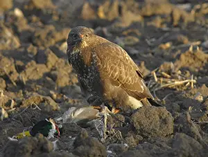 Bird Of Prey Photos Drucke: Common Buzzard, Buizerd, Buteo buteo