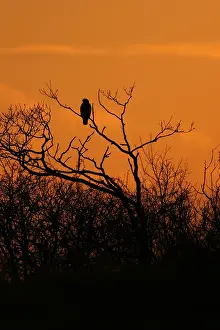 Buteo Buteo Drucke: Common Buzzard; Buizerd; Buteo buteo