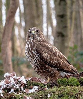 Bilder Datiert 1. März 2019: Graureiher, Buteo buteo