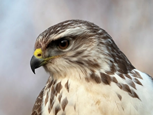 Wild Birds In Europe Drucke: Common Buzzard; Buteo buteo