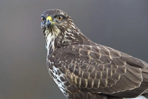 Buteo Buteo Images Drucke: Common Buzzard, Buteo buteo