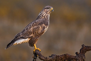 Graureiher, Buteo buteo