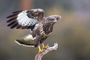Bilder Datiert 9. Dezember 2021: Graureiher, Buteo buteo