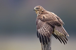 Bilder Datiert 8. Dezember 2021: Graureiher, Buteo buteo