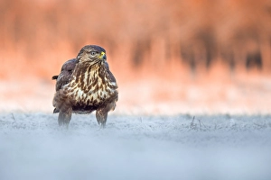 Graureiher, Buteo buteo