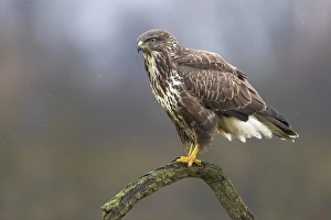 Wildlife Raptor Images Drucke: Common Buzzard, Buteo buteo