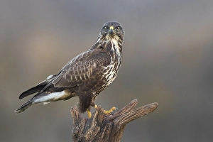 Buteo Buteo Images Drucke: Common Buzzard, Buteo buteo