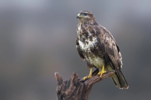 Buteo Buteo Images Drucke: Common Buzzard, Buteo buteo