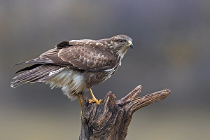 Buteo Buteo Images Drucke: Common Buzzard, Buteo buteo
