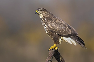 Wild Animal Photography Italy Drucke: Common Buzzard, Buteo buteo