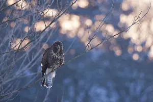 Buteo Buteo Drucke: Common buzzard, Buteo buteo