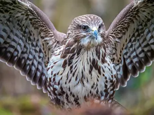 Common Buzzard Portrait Drucke: Common Buzzard, Buteo buteo