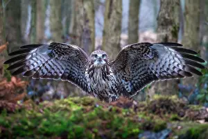 Netherlands Nature Photography Drucke: Common Buzzard, Buteo buteo