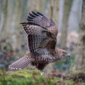 Netherlands Nature Photography Drucke: Common Buzzard, Buteo buteo