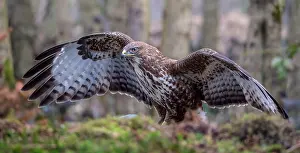 Buteo Buteo Images Drucke: Common Buzzard, Buteo buteo