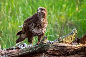 Buteo Buteo Drucke: Common Buzzard, Buteo buteo