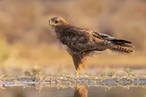 Buteo Buteo Species Drucke: Common Buzzard; Buteo buteo