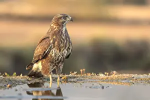 Buteo Buteo Species Drucke: Common Buzzard; Buteo buteo