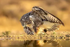 Raptor Wildlife Photography Drucke: Common Buzzard; Buteo buteo