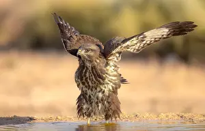 Buteo Buteo Images Drucke: Common Buzzard; Buteo buteo