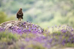 Buteo Buteo Images Drucke: Common Buzzard, Buteo buteo