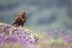 Buteo Buteo Images Drucke: Common Buzzard, Buteo buteo
