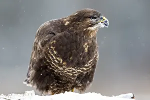 Birds Of Prey In Winter Drucke: Common Buzzard, Buteo buteo