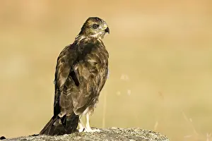 Nature Photography Spain Drucke: Common Buzzard, Buteo buteo