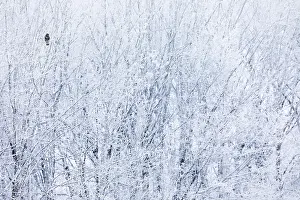 Wildlife In Winter Drucke: Common Buzzard, Buteo buteo