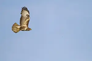 Bird Species In Europe Drucke: Common Buzzard, Buteo buteo