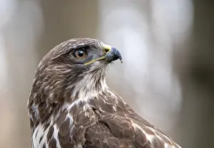 Buteo Buteo Images Drucke: Common Buzzard, Buteo buteo