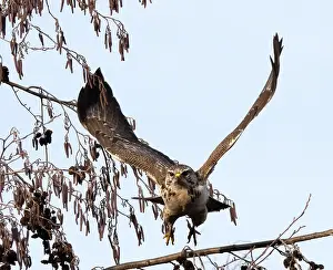Buteo Buteo Images Drucke: Common Buzzard, Buteo buteo