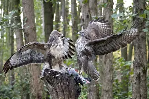 Buteo Buteo Images Drucke: Common Buzzard, Buteo buteo