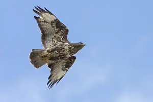 Buteo Buteo Drucke: Common Buzzard, Buteo buteo