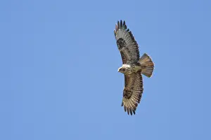 Wildlife Birds Of Prey Drucke: Common Buzzard, Buteo buteo