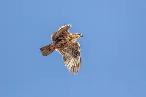 Blue Sky Bird Flight Drucke: Common buzzard, Buteo Buteo