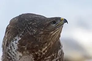 Buteo Buteo Drucke: Common Buzzard, Buteo buteo, Buizerd